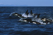 Orca (Orcinus orca) pod surfacing, Kenai Fjords National Park, Alaska