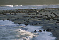 California Sea Lion (Zalophus californianus) rookery at Point Bennet on San Miguel Island, Channel Islands National Park, California