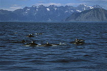 Pacific White-sided Dolphin (Lagenorhynchus obliquidens) pod surfacing, Kenai Fjords National Park, Alaska