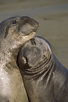 Northern Elephant Seal (Mirounga angustirostris) juvenile male pair sparring, Point Piedras Blancas, California