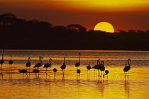 Lesser Flamingo (Phoenicopterus minor) and Greater Flamingo (Phoenicopterus ruber) group silhouetted on Lake Masek at sunset, Ngorongoro Conservation Area, Tanzania