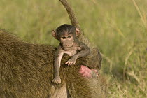 Yellow Baboon (Papio cynocephalus) infant clinging to mother's back for ride, Masai Mara National Reserve, Kenya