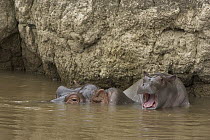 Hippopotamus (Hippopotamus amphibius) two week old baby yawning as it rests atop it's mother along the river bank, Masai Mara National Reserve, Kenya