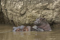 Hippopotamus (Hippopotamus amphibius) two week old baby resting atop it's mother along the river bank, Masai Mara National Reserve, Kenya