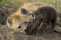 Spotted Hyena (Crocuta crocuta) mother with young, Masai Mara Reserve, Kenya