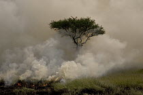 A controlled burn sweeping across the savanna engulfing an Acacia tree in smoke, Masai Mara Reserve, Kenya