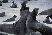 Northern Elephant Seal (Mirounga angustirostris) bulls sparring, Ano Nuevo, California