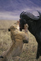 African Lion (Panthera leo) female attacking Cape Buffalo (Syncerus caffer), Ngorongoro Conservation Area, Tanzania