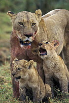 African Lion (Panthera leo) mother and young cubs, Ngorongoro Conservation Area, Tanzania