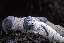 Harbor Seal (Phoca vitulina) resting, Elkhorn Slough, Monterey Bay, California