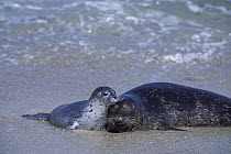 Harbor Seal (Phoca vitulina) young pup with mother, Elkhorn Slough, Monterey Bay, California