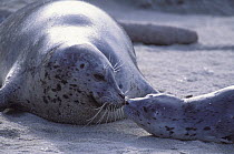 Harbor Seal (Phoca vitulina) young pup rubbing noses with mother, Elkhorn Slough, Monterey Bay, California