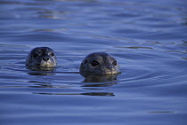 Harbor Seal (Phoca vitulina) female surfaces with pup behind her, Elkhorn Slough, Monterey Bay, California