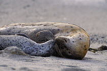 Harbor Seal (Phoca vitulina) mother nuzzling young pup, Elkhorn Slough, Monterey Bay, California