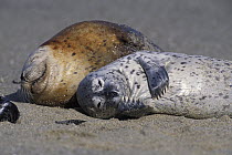 Harbor Seal (Phoca vitulina) young pup scratching chin, Elkhorn Slough, Monterey Bay, California