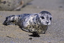 Harbor Seal (Phoca vitulina) young pup less than one week old, Elkhorn Slough, Monterey, California