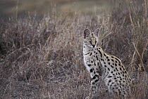 Serval (Leptailurus serval) adult female, Ngorongoro Crater, Tanzania