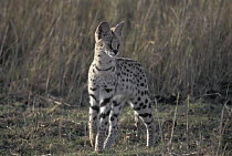 Serval (Leptailurus serval) adult female, Ngorongoro Conservation Area, Tanzania