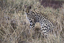 Serval (Leptailurus serval) adult female hunting, Ngorongoro Conservation Area, Tanzania