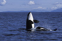 Orca (Orcinus orca) playful calves spyhopping, Prince William Sound, Alaska
