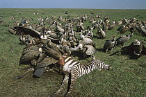 Ruppell's Griffon (Gyps rueppellii) and White-backed Vulture (Gyps africanus) group feeding on Zebra carcass, Tanzania, east Africa