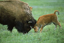 American Bison (Bison bison) cow and calf playing, Yellowstone National Park, Montana