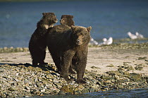 Grizzly Bear (Ursus arctos horribilis) 6-8 month old cubs and mother watch other bear, Katmai National Park, Alaska