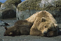 Grizzly Bear (Ursus arctos horribilis) sow and 4-6 month old cub resting on beach, Katmai National Park, Alaska