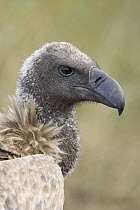 White-backed Vulture (Gyps africanus) portrait, Masai Mara National Reserve, Kenya