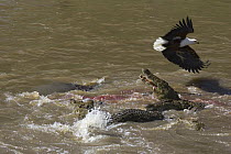 Nile Crocodile (Crocodylus niloticus) eating Zebra as African Fish Eagle (Haliaeetus vocifer) flies overhead, Mara River, Masai Mara National Reserve, Kenya