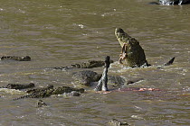 Nile Crocodile (Crocodylus niloticus) hungry adults finishing off Zebra, Mara River, Masai Mara National Reserve, Kenya