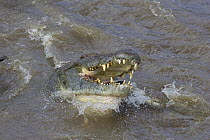 Nile Crocodile (Crocodylus niloticus) hungry adult finishing off Zebra, Mara River, Masai Mara National Reserve, Kenya