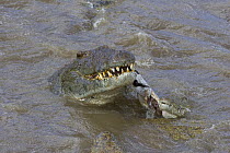 Nile Crocodile (Crocodylus niloticus) hungry adult finishing off Zebra, Mara River, Masai Mara National Reserve, Kenya