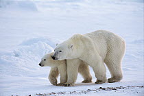 Polar Bear (Ursus maritimus) sow and 11 month old cub, Cape Churchill, Manitoba, Canada