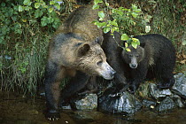 Grizzly Bear (Ursus arctos horribilis) sow and six month old cub, Knight Inlet, British Columbia, Canada