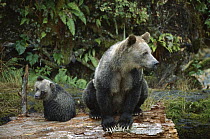 Grizzly Bear (Ursus arctos horribilis) sow and six month old cub, Knight Inlet, British Columbia, Canada