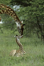 Masai Giraffe (Giraffa tippelskirchi) mother and newborn calf, Tanzania