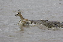 Nile Crocodile (Crocodylus niloticus) moving in on a Thomson's Gazelle (Eudorcas thomsonii), Masai Mara National Reserve, Kenya
