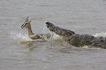 Nile Crocodile (Crocodylus niloticus) attacking a Thomson's Gazelle (Eudorcas thomsonii), Masai Mara National Reserve, Kenya