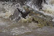 Nile Crocodile (Crocodylus niloticus) pair attacking a Blue Wildebeest (Connochaetes taurinus), Masai Mara National Reserve, Kenya
