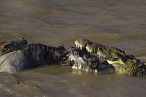 Nile Crocodile (Crocodylus niloticus) attacking a Blue Wildebeest (Connochaetes taurinus), Masai Mara National Reserve, Kenya