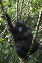 Mountain Gorilla (Gorilla gorilla beringei) juvenile resting in tree, endangered, Parc National Des Volcans, Rwanda