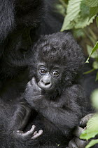 Mountain Gorilla (Gorilla gorilla beringei) three month old infant sucking on thumb, endangered, Parc National Des Volcans, Rwanda
