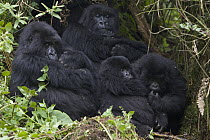 Mountain Gorilla (Gorilla gorilla beringei) two mothers hold newborn infants (2-3 weeks old) with sub-adults nearby, endangered, Parc National Des Volcans, Rwanda
