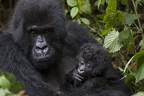 Mountain Gorilla (Gorilla gorilla beringei) mother holding three month old infant, endangered, Parc National Des Volcans, Rwanda