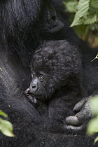 Mountain Gorilla (Gorilla gorilla beringei) mother holding sleeping three month old infant, endangered, Parc National Des Volcans, Rwanda