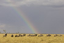 Blue Wildebeest (Connochaetes taurinus) crossing grasslands beneath a rainbow, Masai Mara National Reserve, Kenya