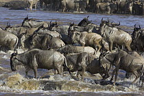 Blue Wildebeest (Connochaetes taurinus) crossing the Mara River during migration, Masai Mara National Reserve, Kenya