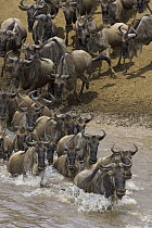 Blue Wildebeest (Connochaetes taurinus) crossing the Mara River during migration, Masai Mara National Reserve, Kenya