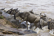 Blue Wildebeest (Connochaetes taurinus) climbing out of the Mara River during migration, Masai Mara National Reserve, Kenya